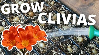 5 Easy Steps to Grow Clivias from Seed shorts [upl. by Hanae706]