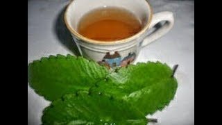 How to Dry and Preserve Leaf of life [upl. by Eimmit]