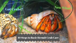 Basic Hermit Crab Care  How to Have a Happy Hermit Crab  By Crab Central Station [upl. by Ayhay]