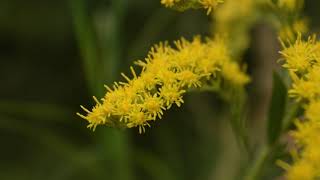 Solidago chilensis vara de oro [upl. by Nnav32]