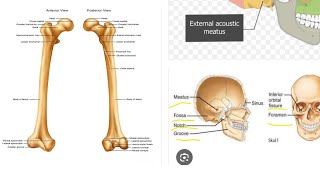 ch3 bones and cartilage general Anatomy Markings on Bone [upl. by Ely838]