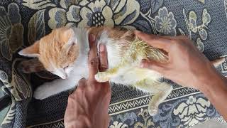 Easy Treatment For Paralyzed Kitten At Home  Walk In 1 Week [upl. by Ahsenot96]