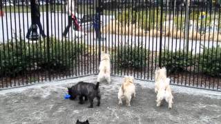 Cairn Terrier Meetup [upl. by Lauro]