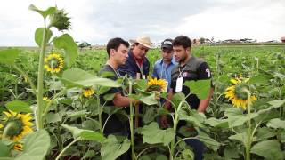 Agronomia Unicesumar  Profissão em Foco [upl. by Iliam]