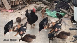 Techniques for raising freerange chickens in a paddock or backyard system [upl. by Means]