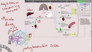 ReninAngiotensinAldosteronSystem [upl. by Airrej400]