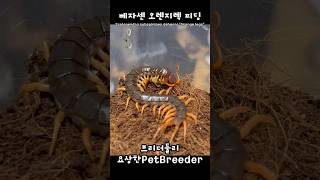 베트남 자이언트 센티페드 오렌지렉 청개구리 피딩  Scolopendra subspinipes dehaani quotOrange legsquot feeding treefrog [upl. by Timi]