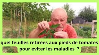 Quel feuilles enlevées sur un pied de tomates  surtout pour éviter les maladies [upl. by Quartus]