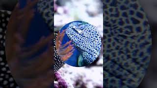 Eels AquaticLife MarineBiology MysteriousCreatures [upl. by Hardunn]