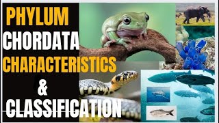 Phylum Chordata  Characteristics amp Classification [upl. by Lyckman]