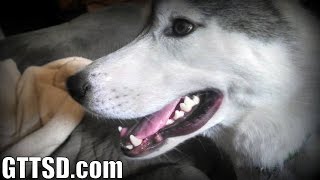 Husky STUNG BY BEE  Memphis goes to the Vet [upl. by Retha354]