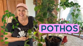 Comment prendre soin dun pothos  capsule horticole [upl. by Westhead]