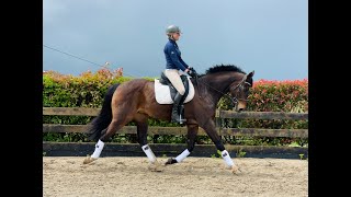 Astek Glory Days schooling and show jumping [upl. by Loralyn203]