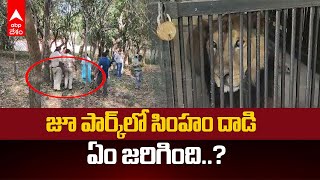 Lion Attack At Tirupati Zoo Park  తిరుపతి జూ పార్క్ లో సింహం దాడిఒకరు మృతి  ABP Desam [upl. by Nam]