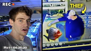 WHY YOU SHOULD NEVER STEAL FROM A FISH STORE Piranhas in the tanks [upl. by Bryanty]