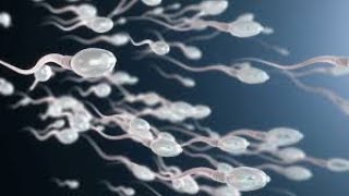 observation de la mobilité des spermatozoïdes sur microscope  cas dun asthénospermie modéré [upl. by Acina30]