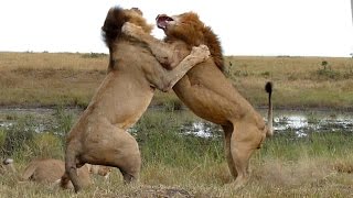 Wildlife Two Lions Fight to See Whos King [upl. by Aynekat]