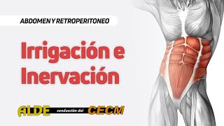 Curso Abdomen y Retroperitoneo  7ma Clase Irrigación e Inervación Abdomen y Retroperitoneo [upl. by Miarhpe]