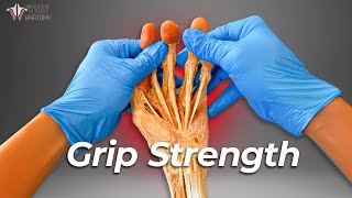 Does Grip Strength Really Help You Live Longer [upl. by Schulze]