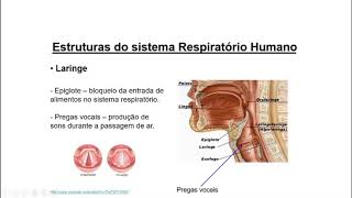 Sistema Respiratório Humano [upl. by Coreen]