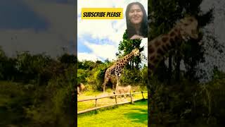 giraffe vs lion fight  animal documentary  landscape photographynature with gudiya [upl. by Madelle]