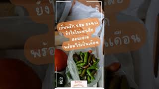 Shot12 เคล็ดลับเก็บพริก หอม มะนาว ไม่เสีย สดใหม่เป็นเดือน Tips Storing Chili Onions to Stay Fresh [upl. by Olenolin]