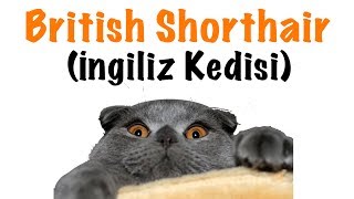 İngiliz Kedisi British Shorthair  Komik Kediler [upl. by Godrich]