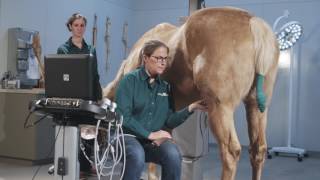 How to Ultrasound the Equine Stifle Joint [upl. by Nalyorf]