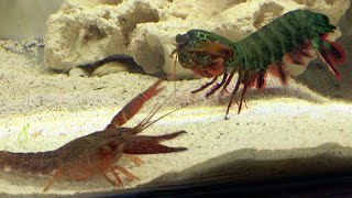 Giant Mantis Shrimp VS Invasive Crayfish  Catch amp Feed [upl. by Suiravaj561]