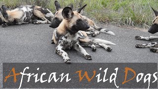 African Wild Dogs Lycaon pictus Near Orpen Kruger Park  Stories Of The Kruger [upl. by Frants]