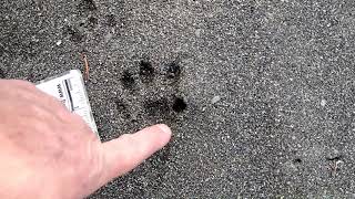 River Otter vs Raccoon Tracks [upl. by Kneeland]