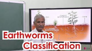 2Zoology  Organs amp Organ system in animals  Earthworm classification [upl. by Anayik]