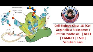 Cell BiologyClass18 Cell organelles Ribosomes  Protein Synthesis NEET  EAMCET  CSIR [upl. by Mccall977]