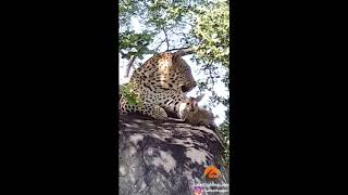 WATCH Leopard plays with baby duiker before the inevitable kill [upl. by Eiralc815]