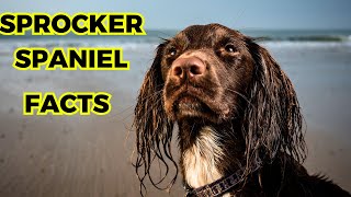 Sprocker Spaniel  Top 10 Facts [upl. by Isnyl925]