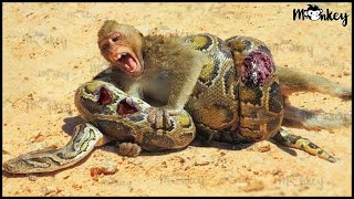 30 Terrifying Moments Baby Monkey Is In Pain When Confronting Python What Will Happen Next [upl. by Crissy]