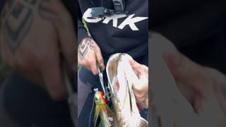 SHORT PIKE SESSION 🔥 pikefishing roofvissen hechtangeln snoek visseninnederland fishingvideos [upl. by Cinemod]