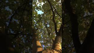 Whitebeam  canopy  September 2018 [upl. by Ahsyla]