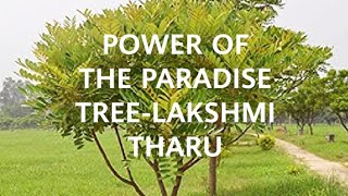 POWER OF LAKSHMI THARUTHE WONDER PLANTAnti cancerousSimarouba glaucaThe tree of paradise [upl. by Brady]