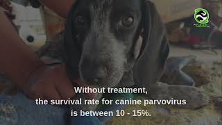 Parvovirus Treatment amp Monitoring via Telemedicine in Todos Santos [upl. by Odrahcir]