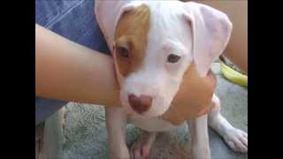 Cachorro Pitbull de 2 a 5 meses [upl. by Avlem]