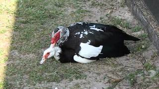 Muscovy duck male mates gently with a receptive female [upl. by Hamal]