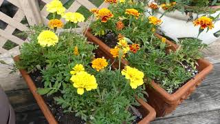 Marigold Flowers for Eye Health [upl. by Meter]