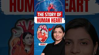 Story of Human Heart  Ritu Rattewal neetbiology neetconcept neet heart humanheart [upl. by Cindy190]