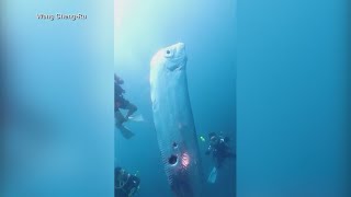 Massive deep sea Oarfish spotted off the coast of Taiwan [upl. by Onra]