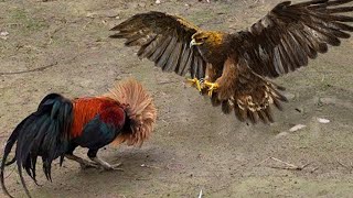 ¿Por qué Nadie Debe Meterse Con Los Gallos ¡Increíble lucha de gallos y gallinas contra cazadores [upl. by Nahtanaoj]