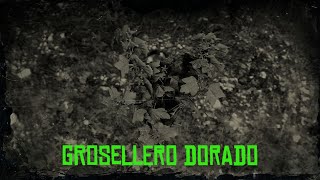 GROSELLERO DORADO Red dead redemption 2 localización [upl. by Norud15]