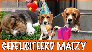 Cadeautjes shoppen voor Matzy  DierenpraatTV [upl. by Tabib32]