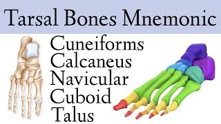 Foot amp Ankle Bone Anatomy Mnemonic Tarsal Bone Names [upl. by Leavelle]