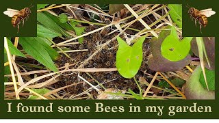 I found some Bees building in my old Suffolk garden East Anglia [upl. by Noryv301]